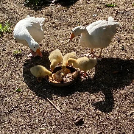 Auf Einem Resthof Zentral Gelegen Mit Viel Und Tieren * Rendswuhren