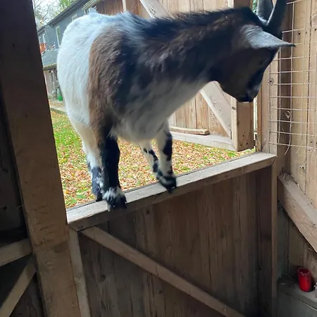 Auf Einem Resthof Zentral Gelegen Mit Viel Und Tieren 아파트 *