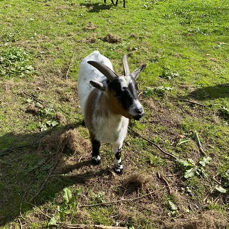 Auf Einem Resthof Zentral Gelegen Mit Viel Und Tieren Appartement Rendswuhren